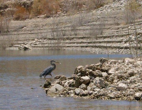 blue heron